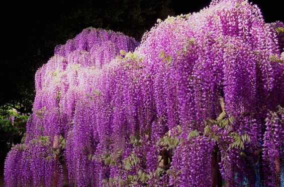Цветна градина во Јапонија