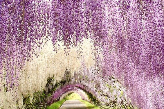 Цветна градина во Јапонија