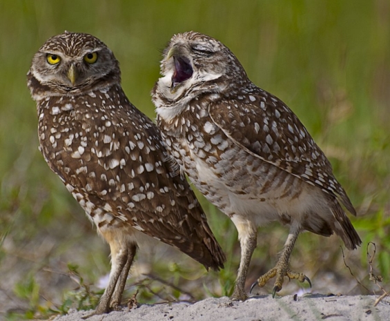 The Comedy Wildlife Photography Awards