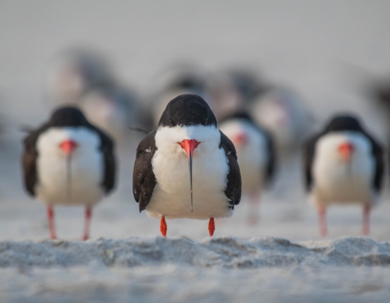 The Comedy Wildlife Photography Awards